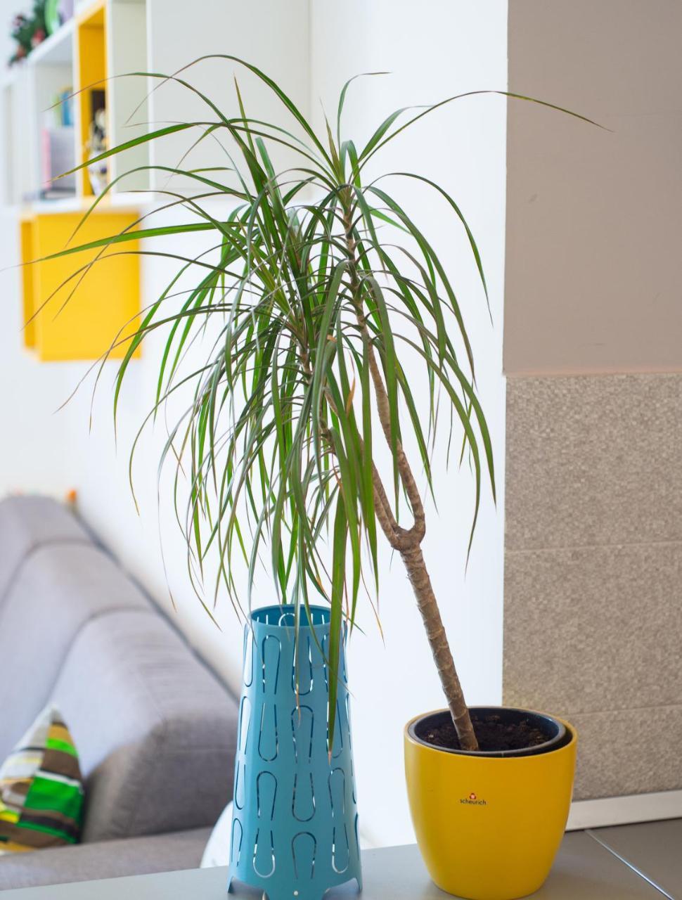 Apartment Lemon Μόσταρ Εξωτερικό φωτογραφία